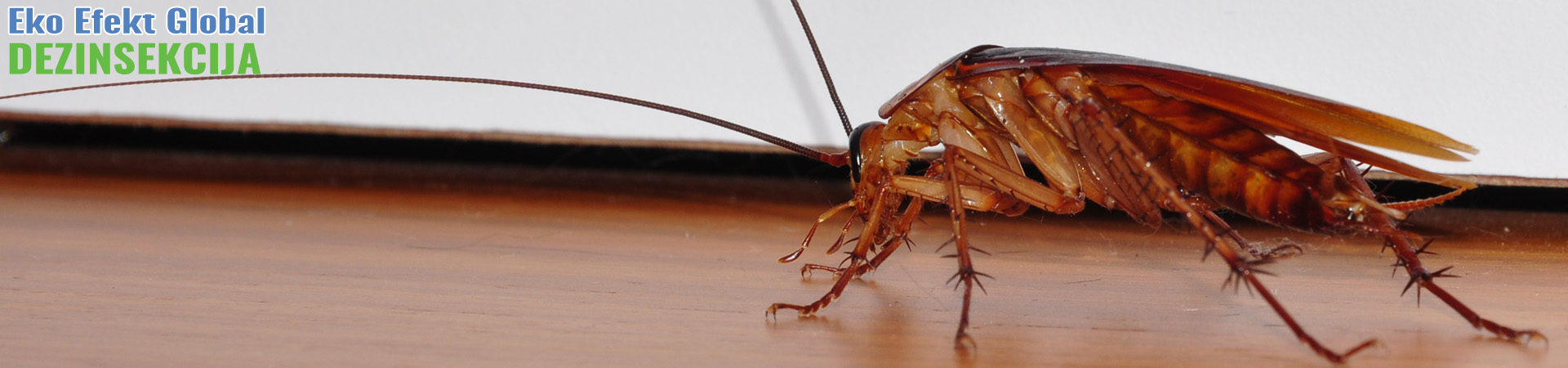 Dezinsekcija protiv svih vrsta insekata Ekološkim preparatima za fizička i pravna lica
