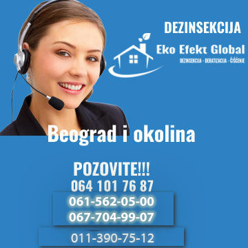Dezinsekcija deratizacija Beograd Novi Sad bubasvabe stenice buve ose strsljeni krpelji mravi golubovi ciscenje terasa tavana od golubova stanovi kuce lokali tavani zgrade podrumi detaljno odgovorno sa radnim iskustvom od preko 11 godina.